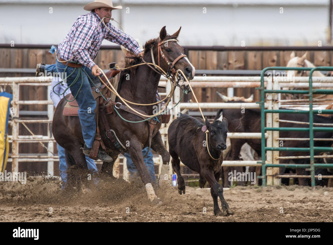 Rodeo action at the Cottonwood Rodeo in northern California Stock Photo