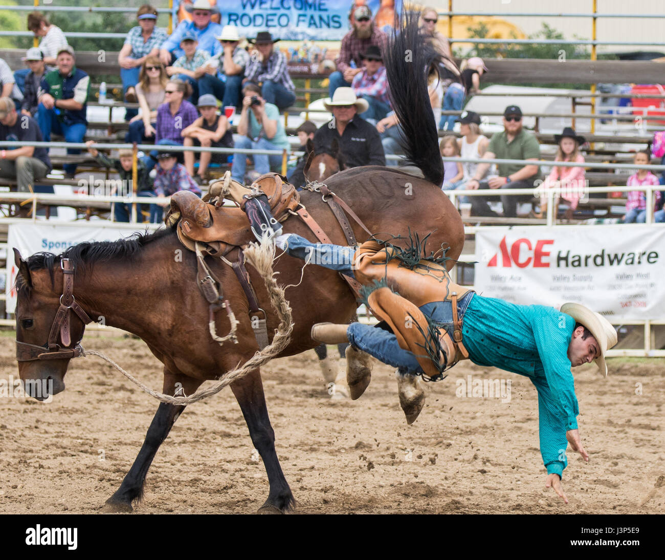 Bronc buster action hi-res stock photography and images - Alamy
