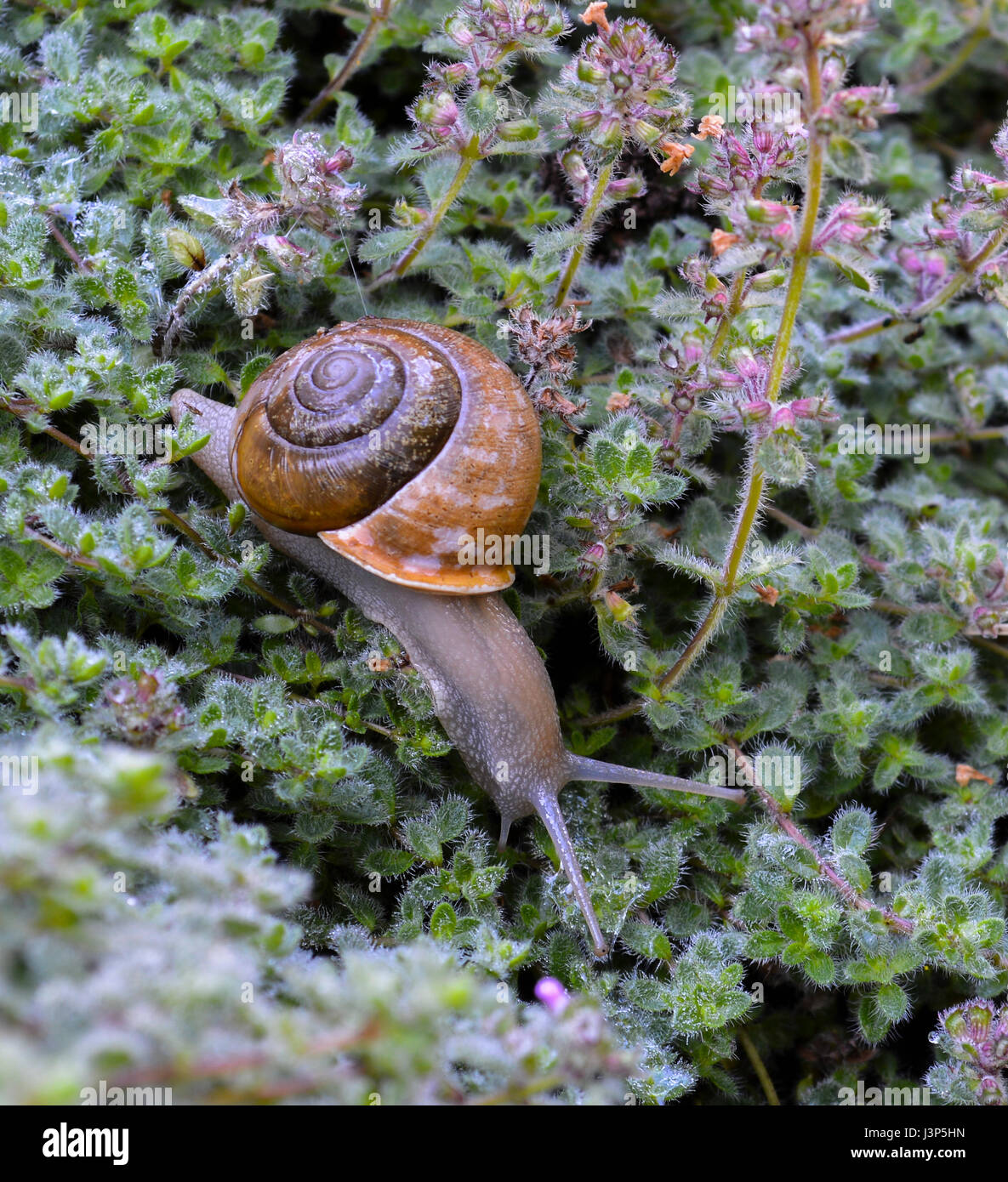 Snail crawling across the herbs in the garden Stock Photo - Alamy