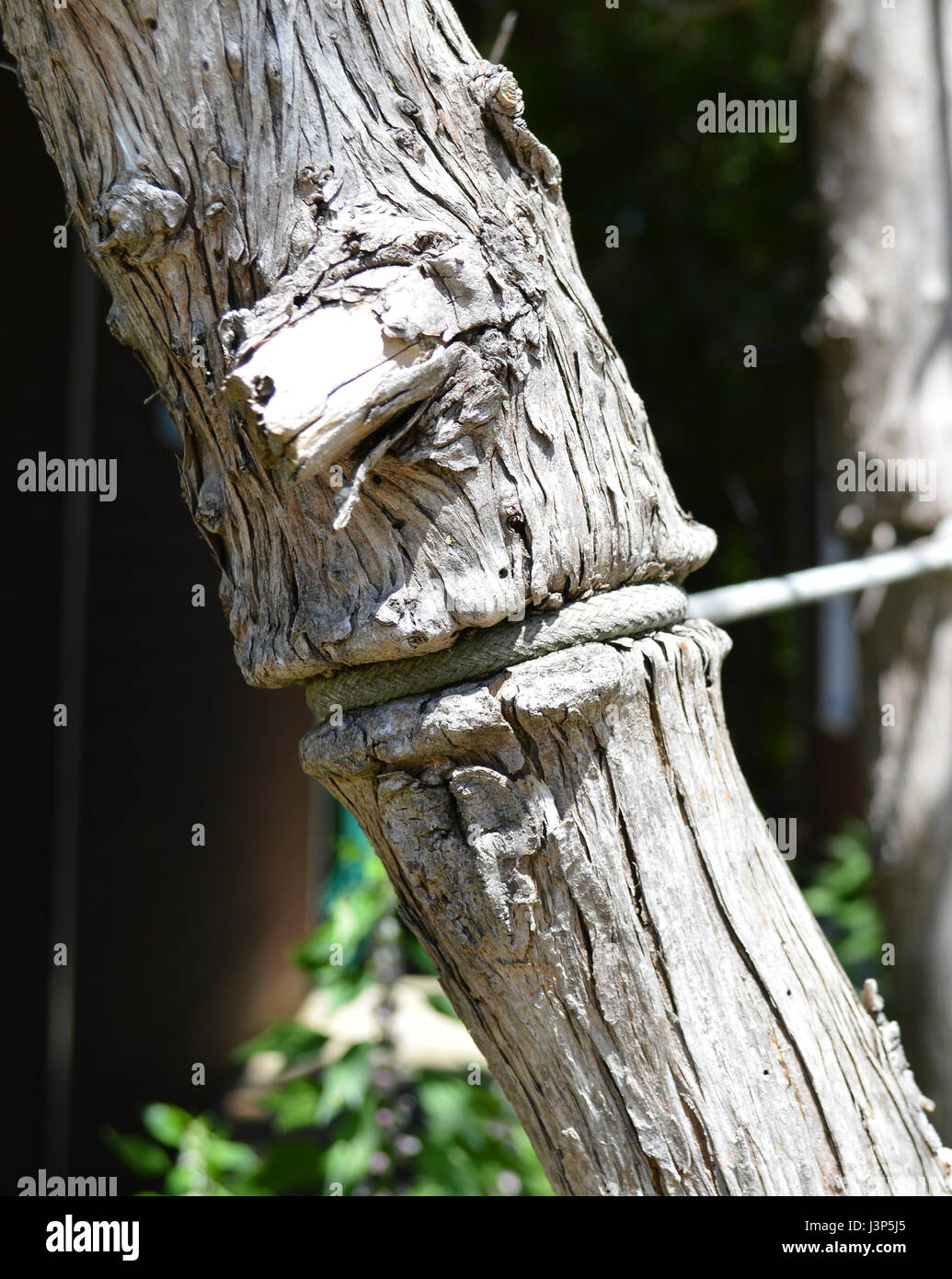 A tree growing over a rope tied to it a long time ago Stock Photo Alamy