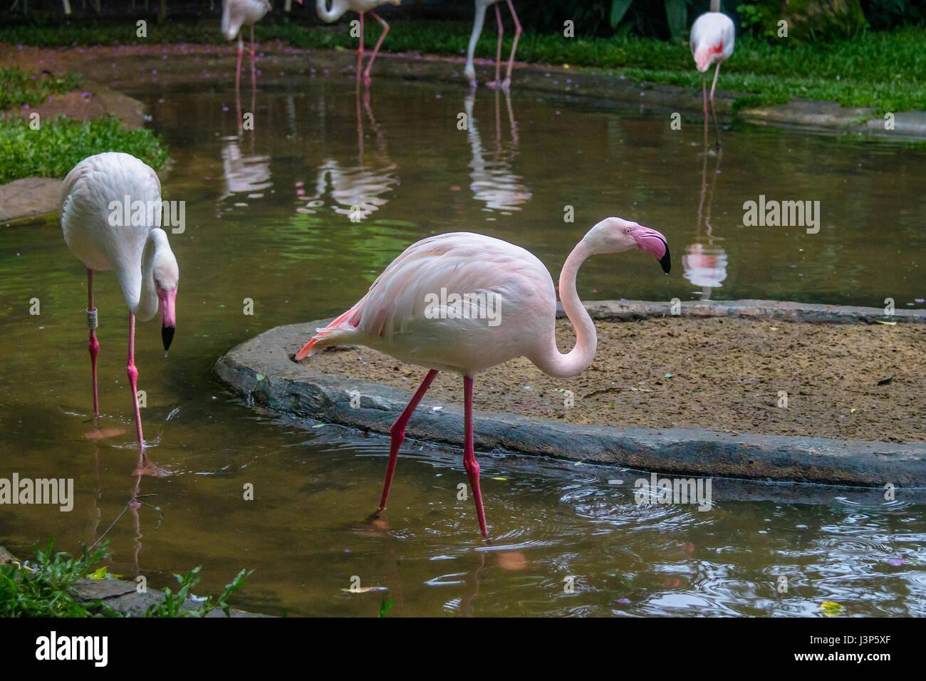 Flamingos at Parque das Aves - Foz do Iguacu, Parana, Brazil Stock Photo