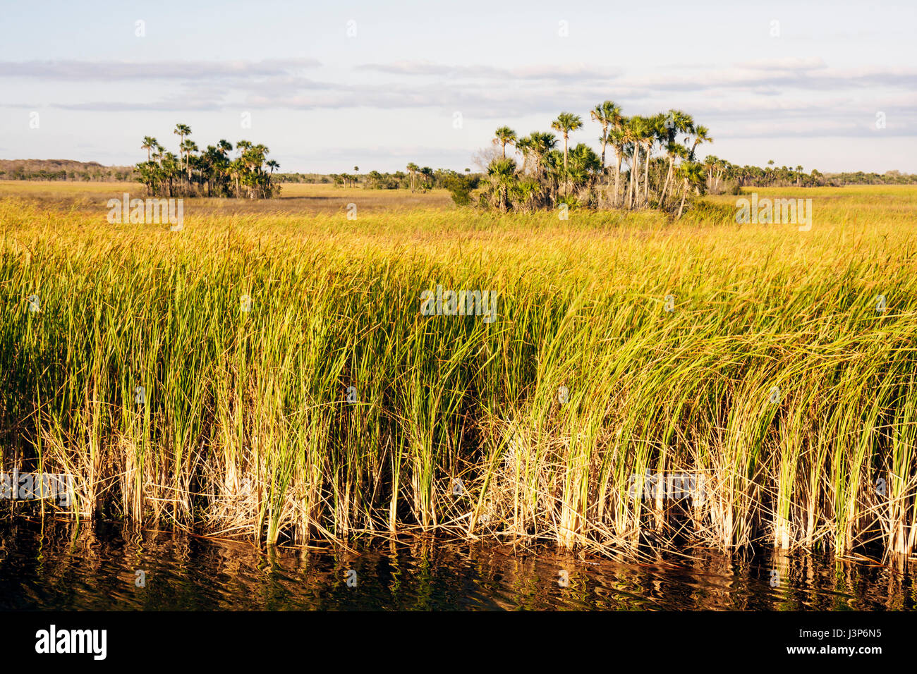 Trees in everglades hammock hires stock photography and images Alamy