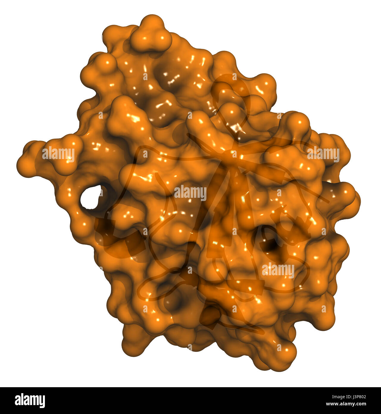 Bfgf hi-res stock photography and images - Alamy