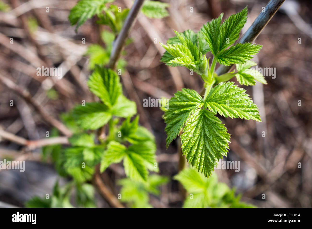 the burned leaves on the sun, leaves in yellow spots, the damaged leaves, the changed leaves, a crimson branch, a raspberry bush, a green bush. Stock Photo