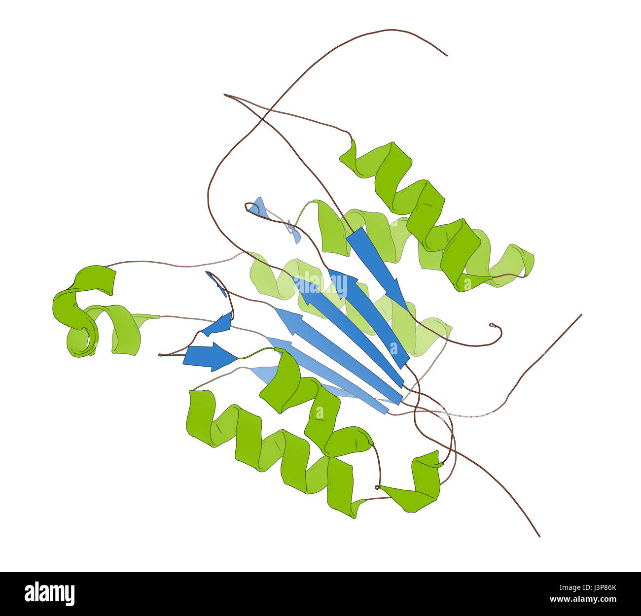 Caspase 3 apoptosis protein. Enzyme that plays important role in programmed cell death. Cartoon model, secondary structure coloring: alpha-helices gre Stock Photo