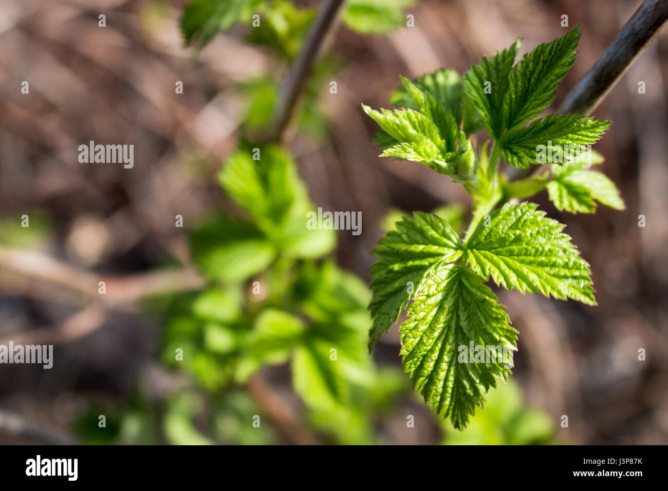 the burned leaves on the sun, leaves in yellow spots, the damaged leaves, the changed leaves, a crimson branch, a raspberry bush, a green bush. Stock Photo