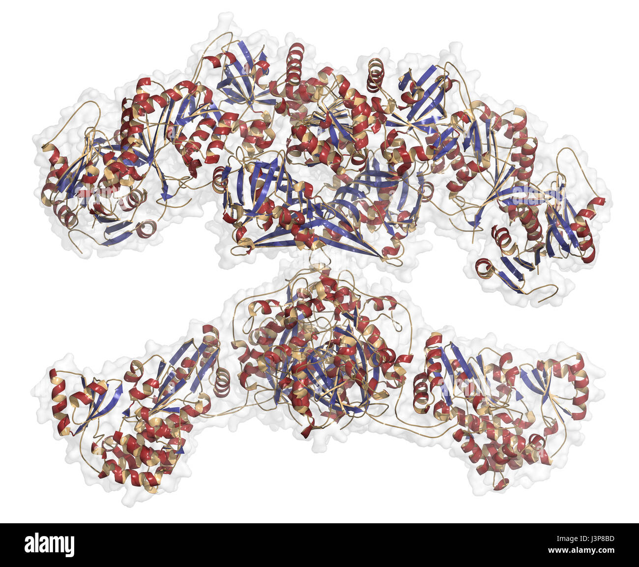 Fatty acid synthase (FAS) enzyme. Responsible for the synthesis of