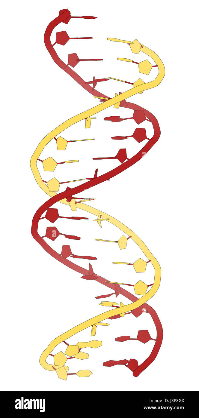 DNA molecular structure. Main carrier of genetic information in all organisms. The DNA shown here is part of a human gene and is shown as a linear dou Stock Photo