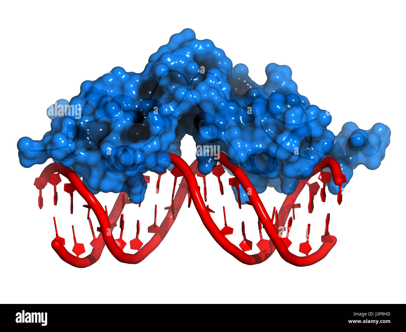 Glucocorticoid receptor, DNA binding domain bound to a DNA double strand.  Protein: Cartoon model + semi-transparent surface. DNA: cartoon model Stock  Photo - Alamy