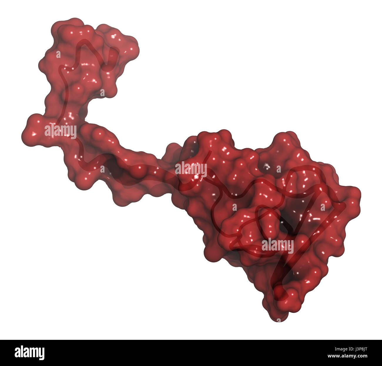 Hirudin protein molecule. Anticoagulant protein from leeches that