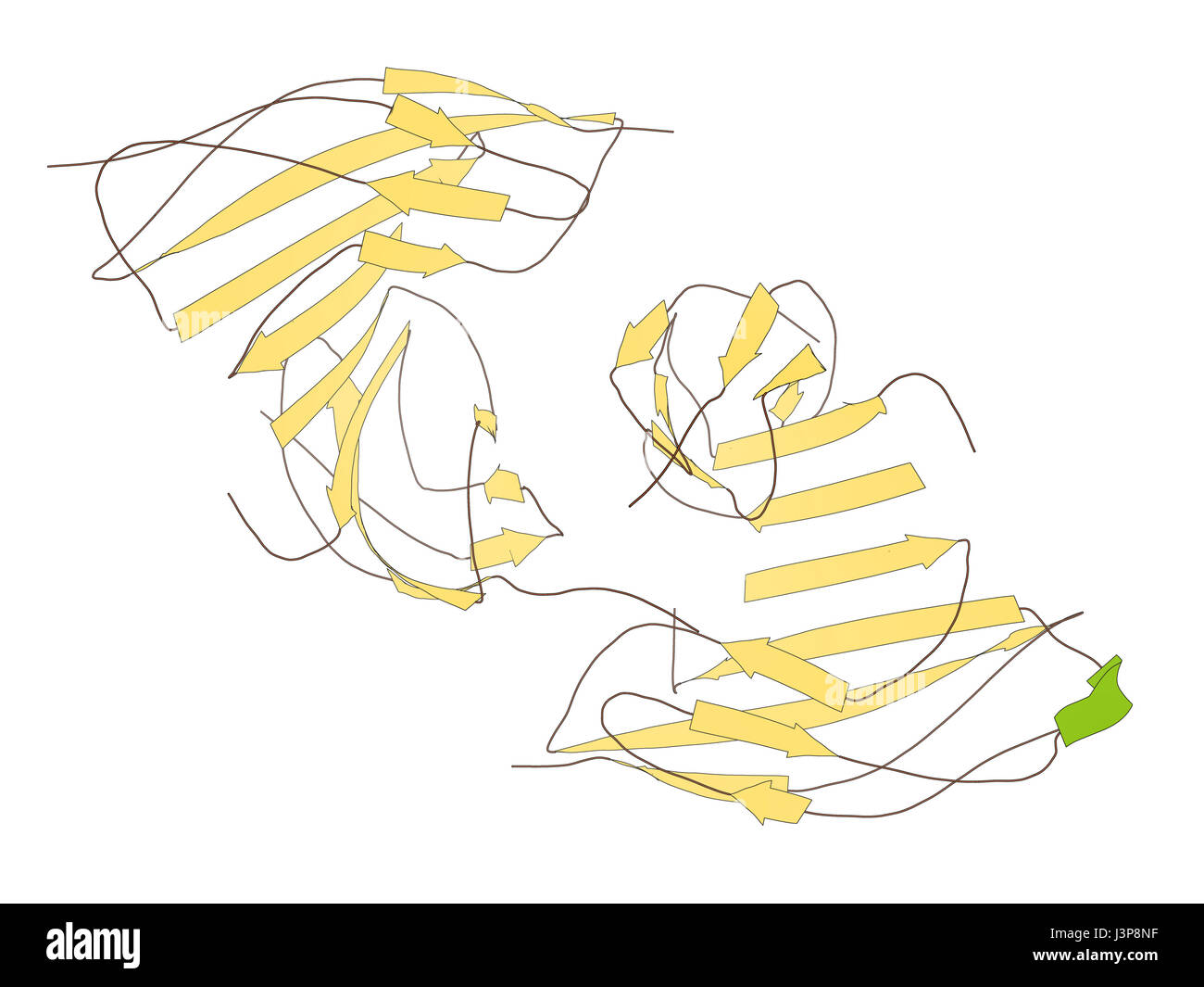 Irisin (Fibronectin type III domaincontaining protein 5) protein