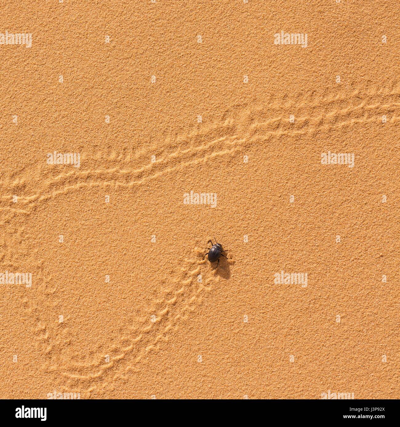 Darkling beetle desert High Resolution Stock Photography and Images Alamy