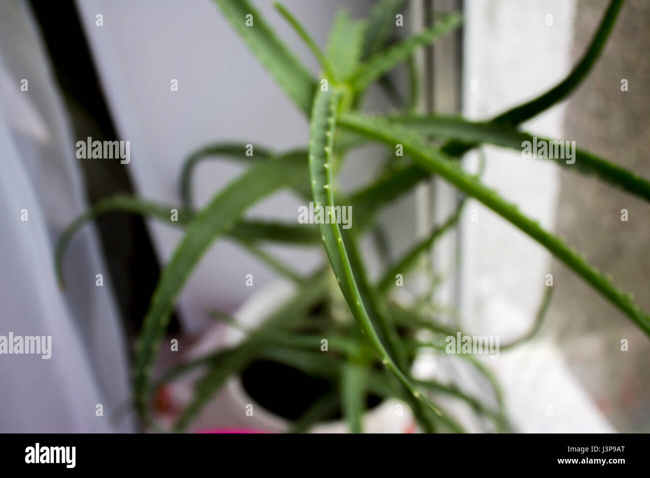 Succulent Aloe Vera Plant on White Pot Isolated on White Background. Stock Photo