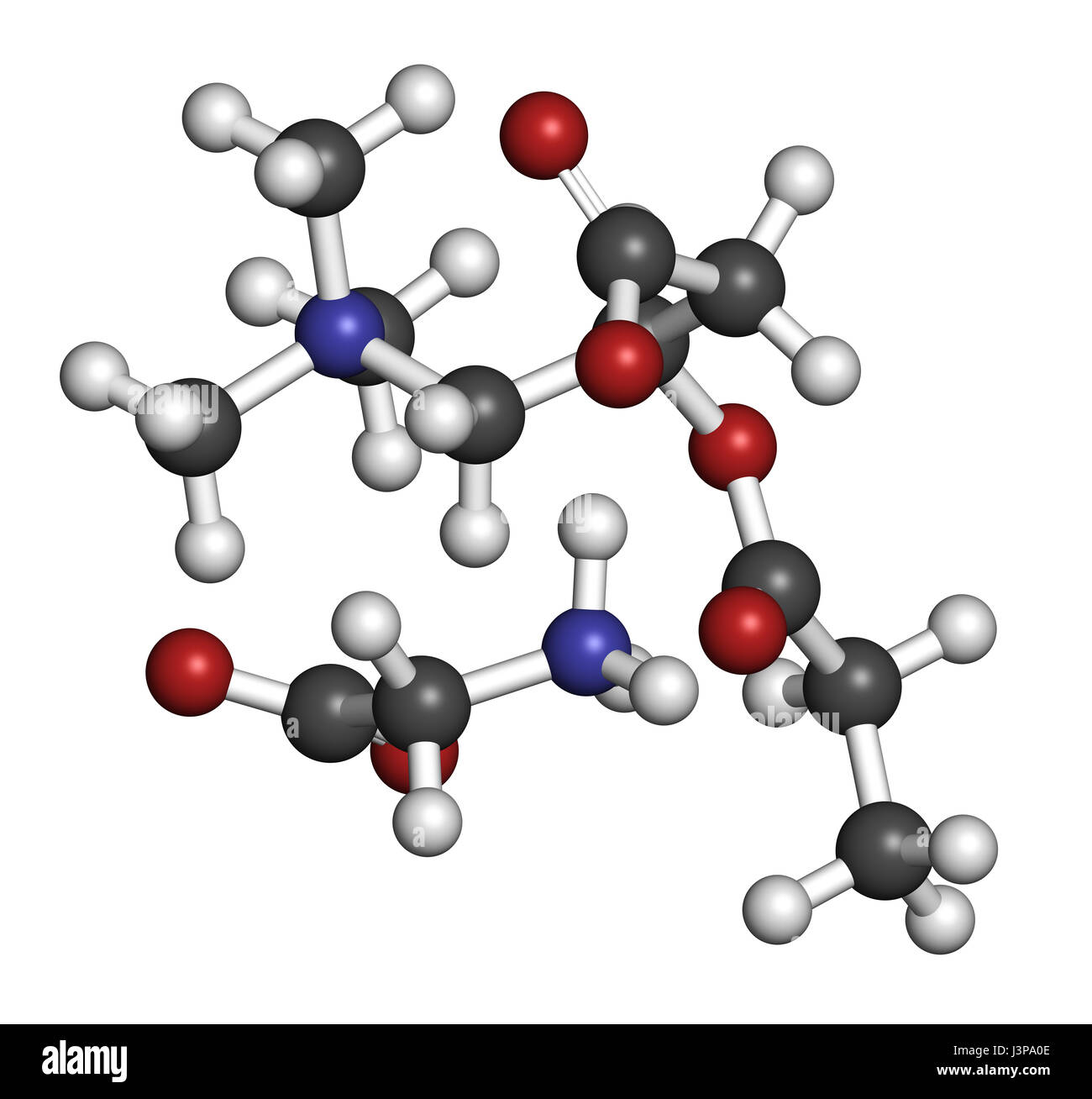 GPLC (glycine propionylLcarnitine) nutritional supplement molecule