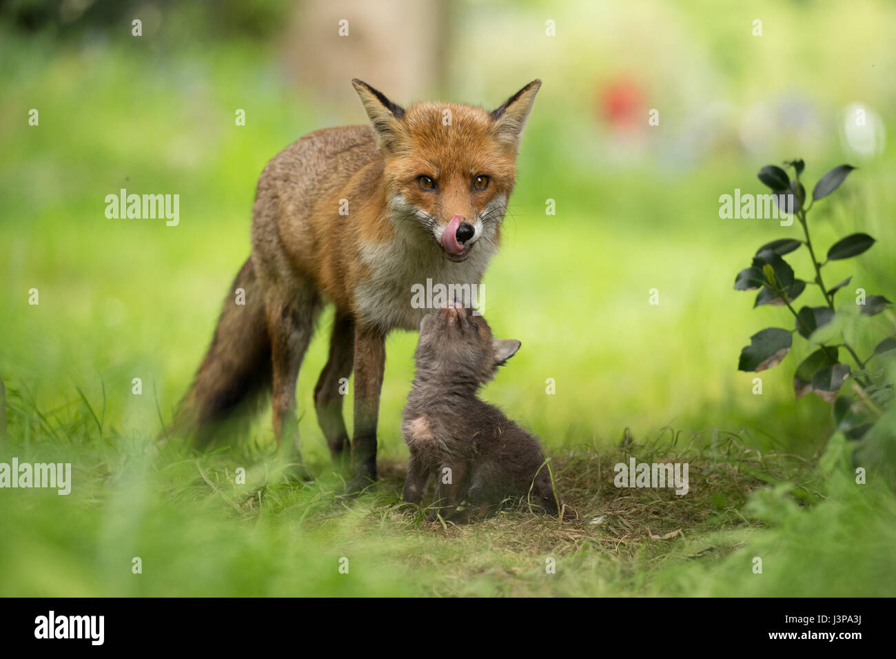 A very young fox cub looking up lovingly at its mother Stock Photo