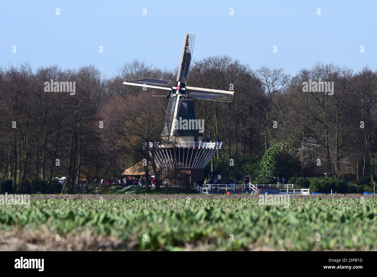 windmill next to green planted fields Stock Photo