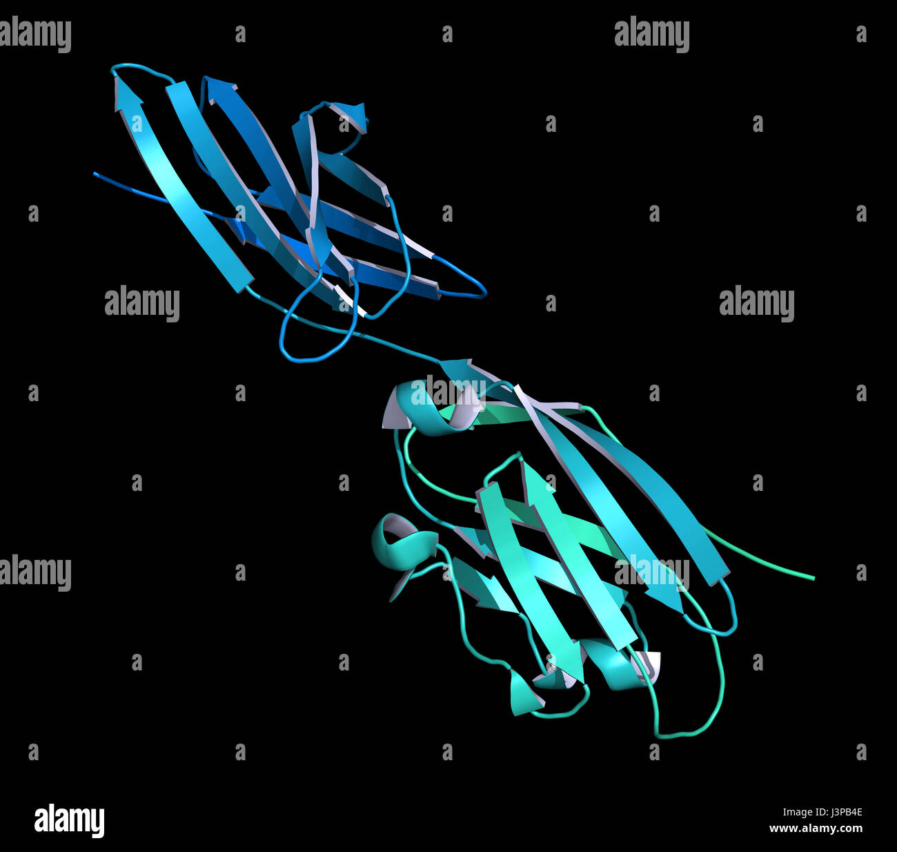 Programmed death-ligand 1 (PD-L1) protein. Produced by tumor to suppress the immune system. Blockers of the PD-L1 and PD-1 interaction are an importan Stock Photo