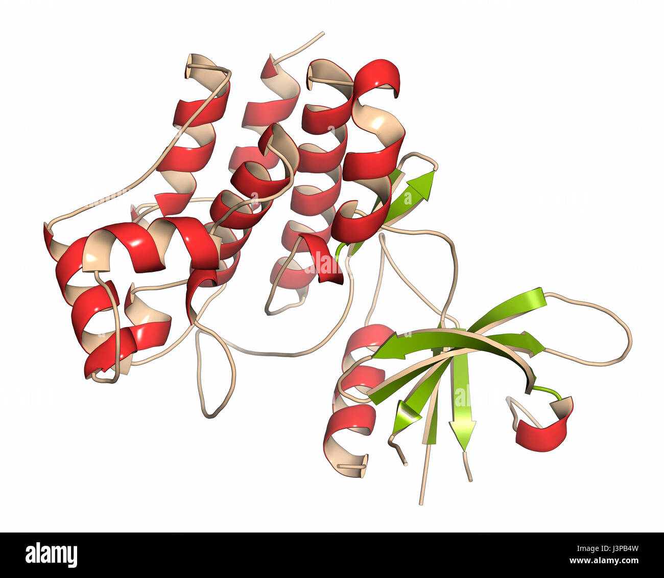 Janus kinase 1 protein. Part of JAK-STAT signalling pathway and drug target. Cartoon representation. Secondary structure coloring. Stock Photo