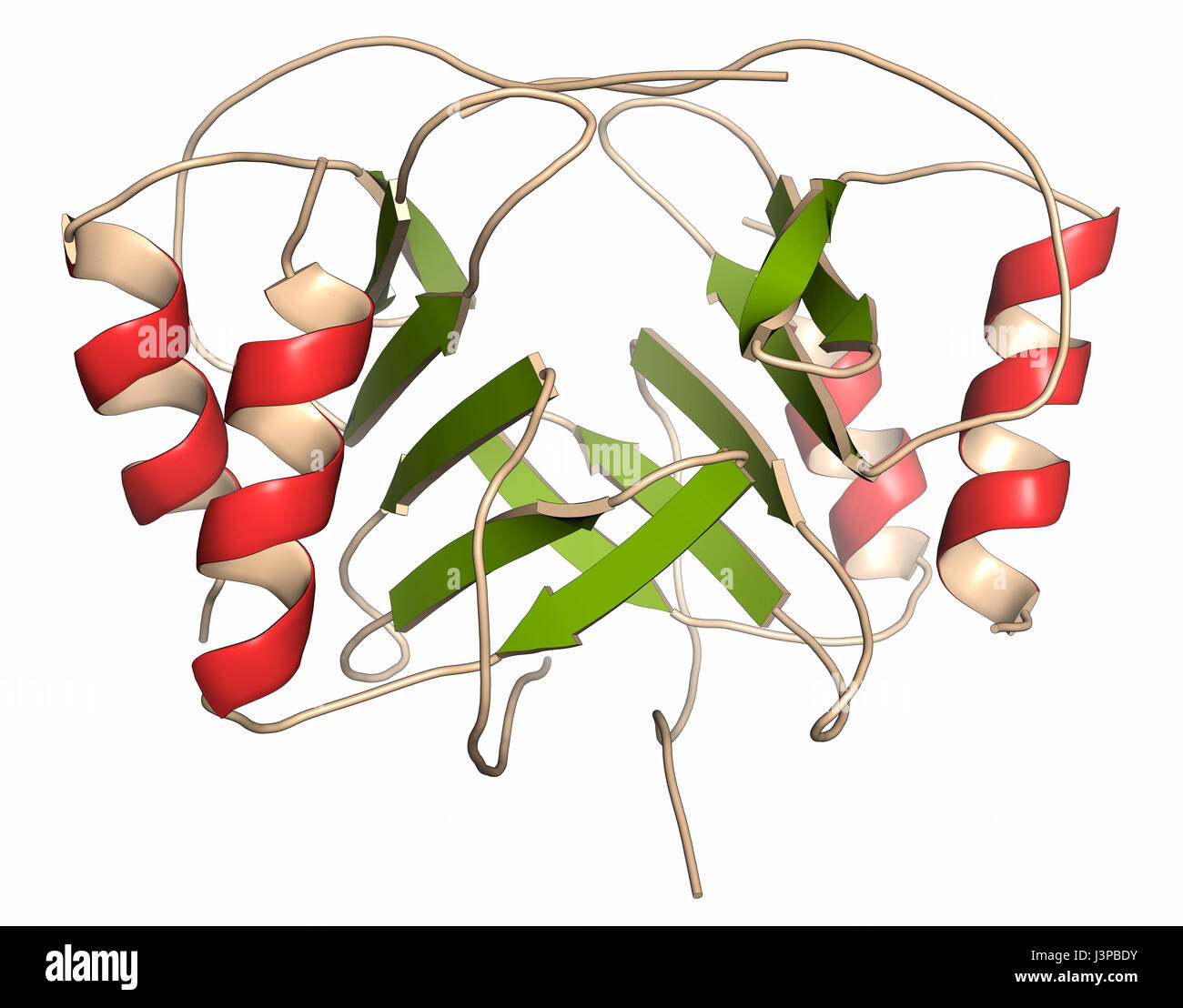 Platelet factor 4 (PF-4) chemokine protein. Cartoon representation. Secondary structure coloring. Stock Photo