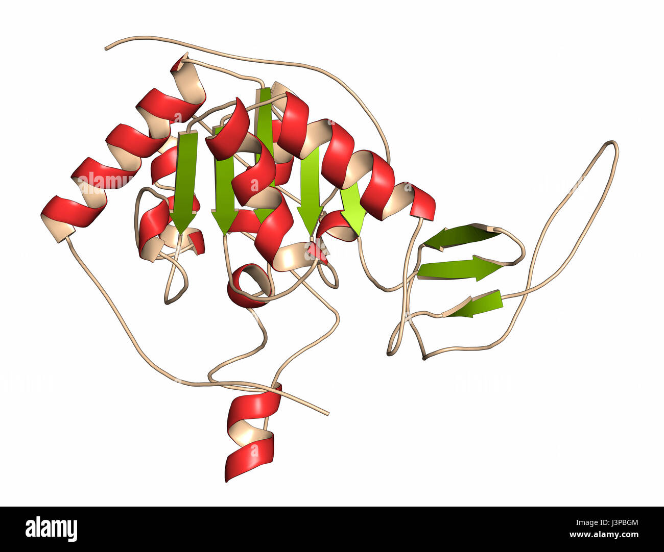 Sirtuin 6 (SIRT6) protein. Linked to longevity in mammals. Cartoon representation. Secondary structure coloring. Stock Photo
