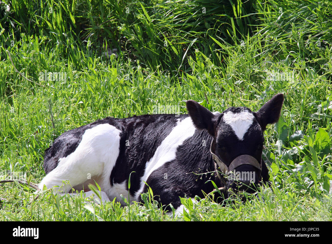 Holstein Cow Newborn Calf Hi Res Stock Photography And Images Alamy