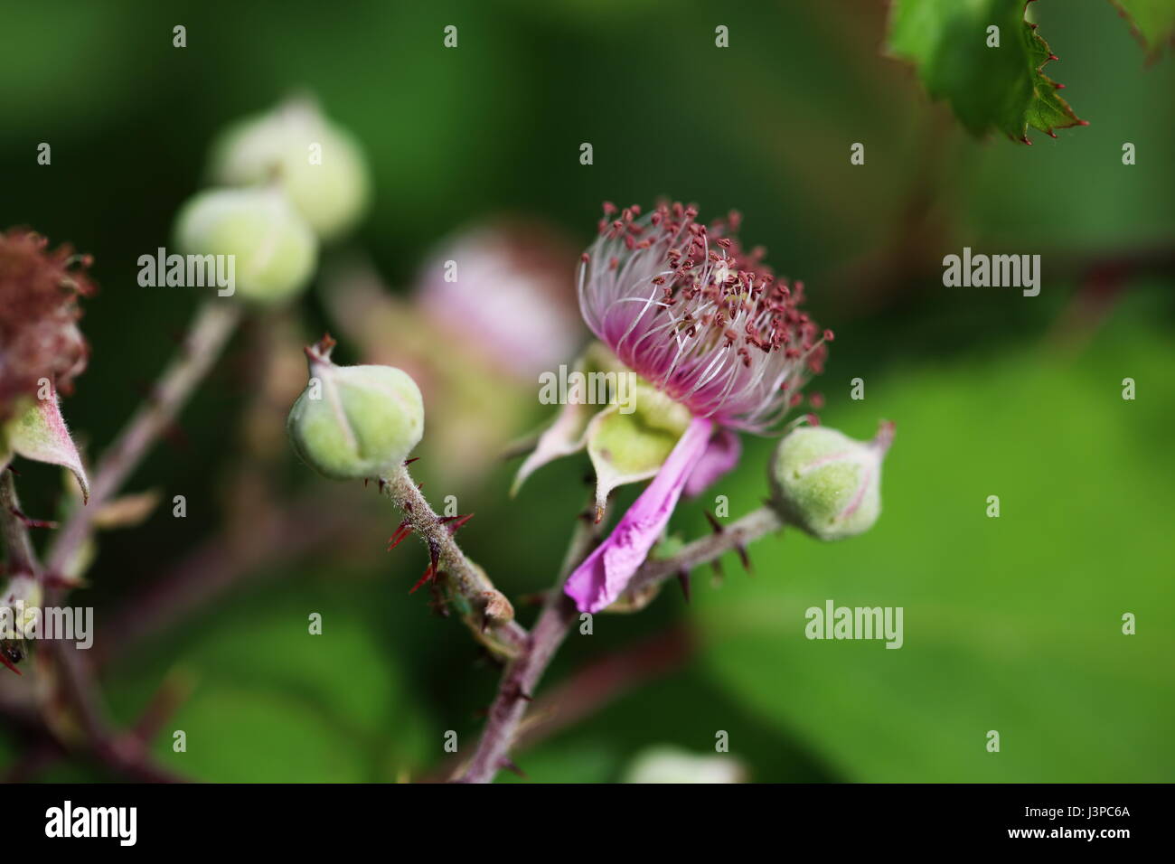 pink flower of blackberries with clear green buds on thorny stem with green background Stock Photo