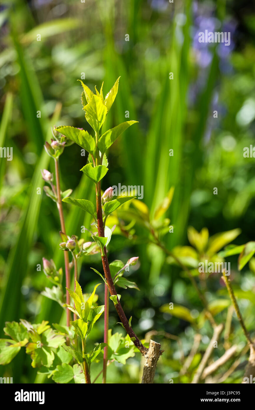 new growth on a forsythia after being pruned Stock Photo