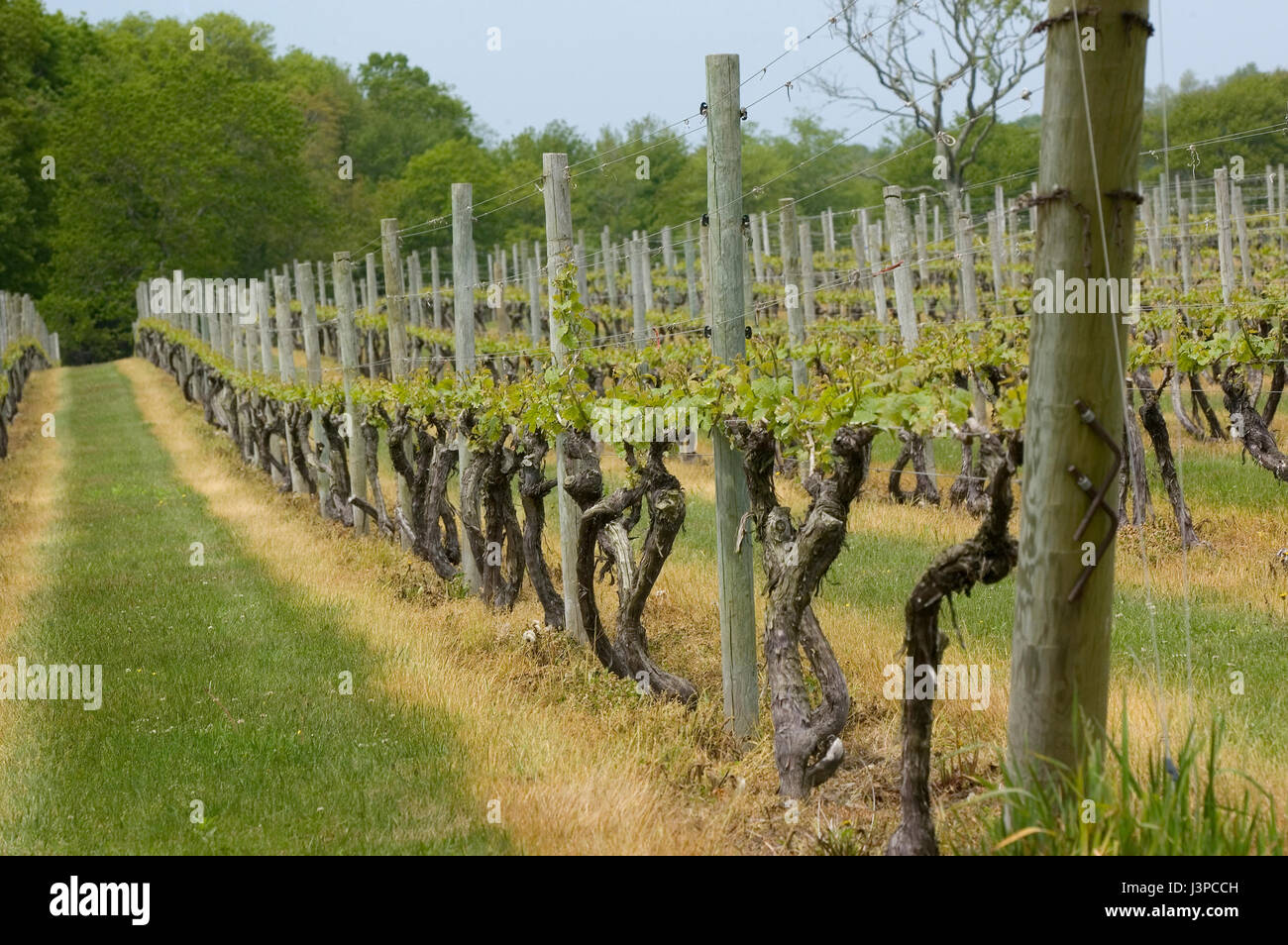 Grape vines at Vineyards in Little Compton, Rhode Island, USA