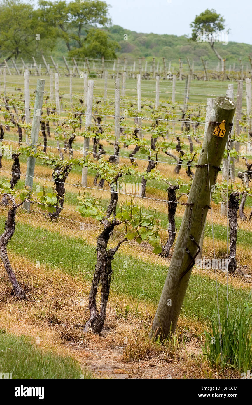 Grape vines at Vineyards in Little Compton, Rhode Island, USA