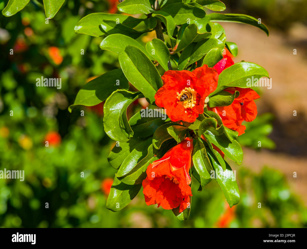 Pomegranate in blossom in botanica Blooming pomegranate Stock Photo Alamy