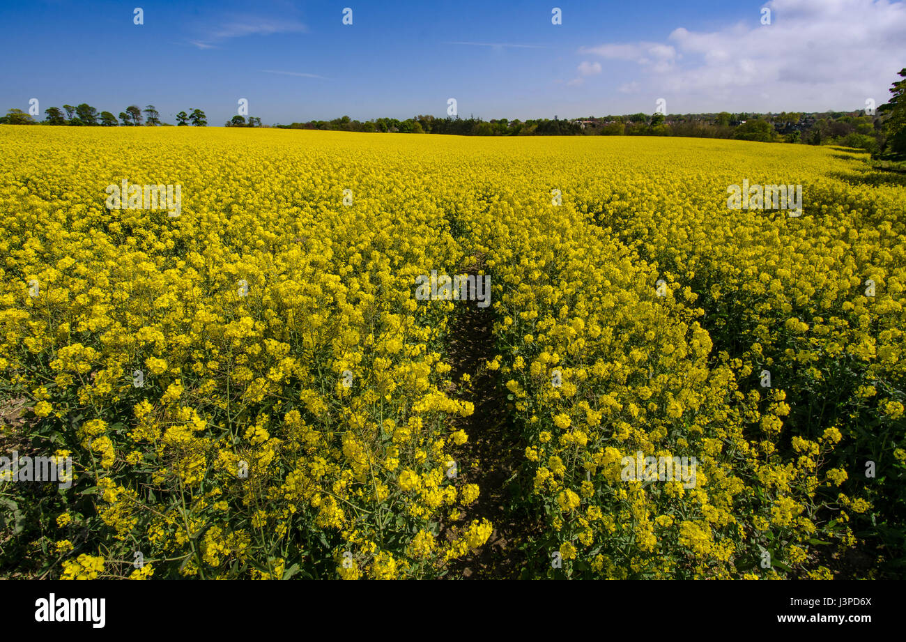 Rapeseed field at blossom with forest hires stock photography and images Alamy