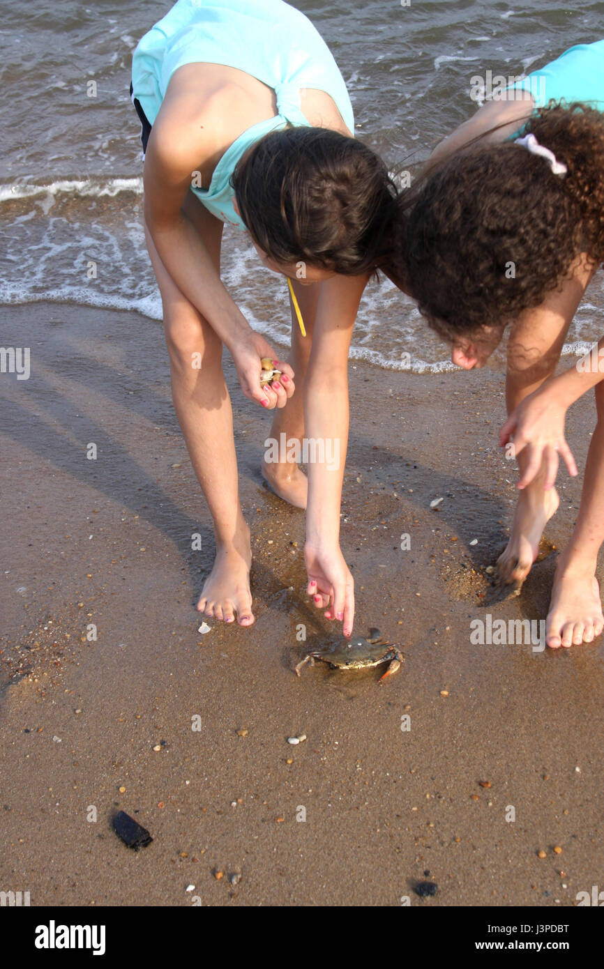 How to catch sand crabs hires stock photography and images Alamy
