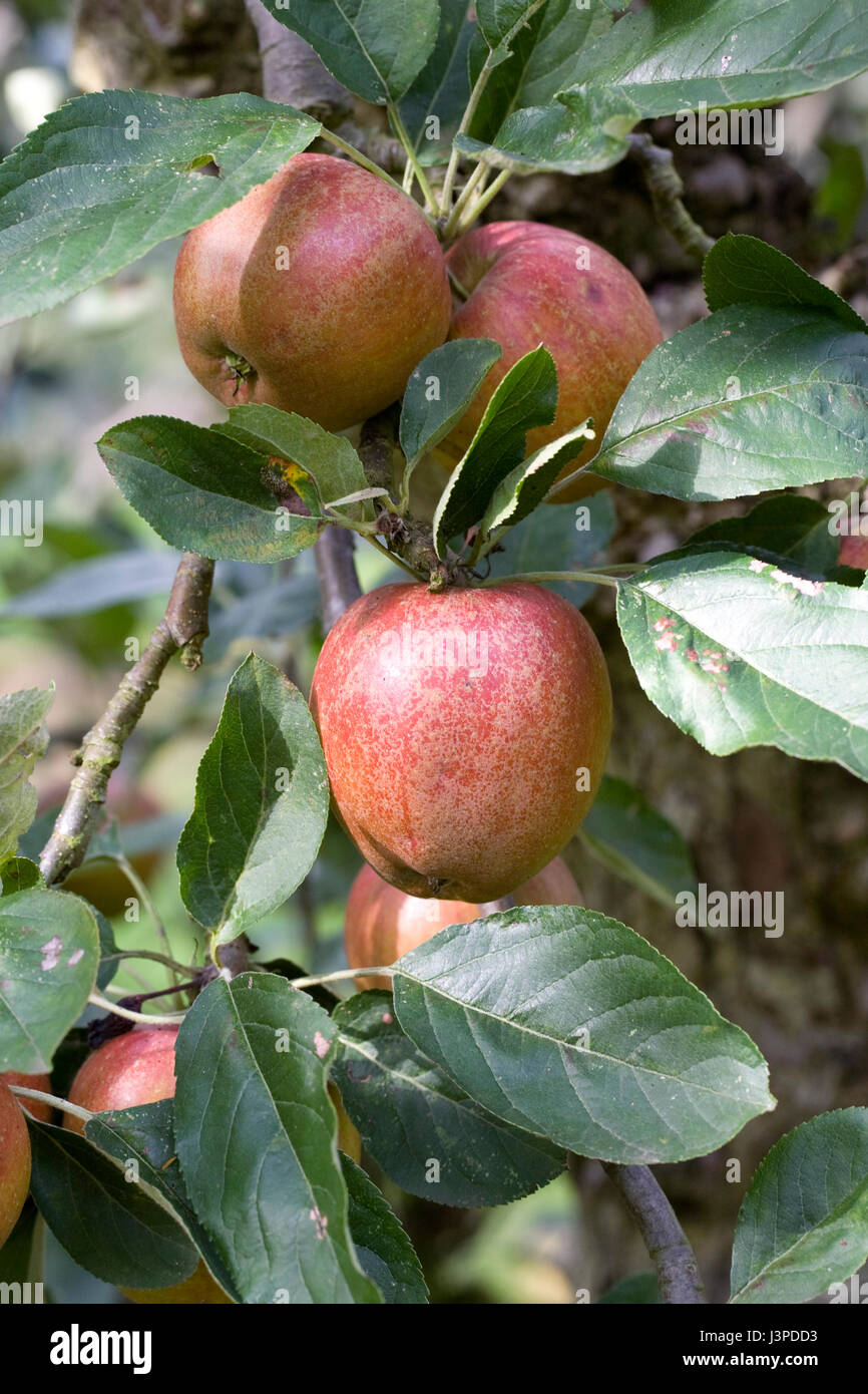Malus domestica 'Madresfield Court'. Apples on a tree. Stock Photo