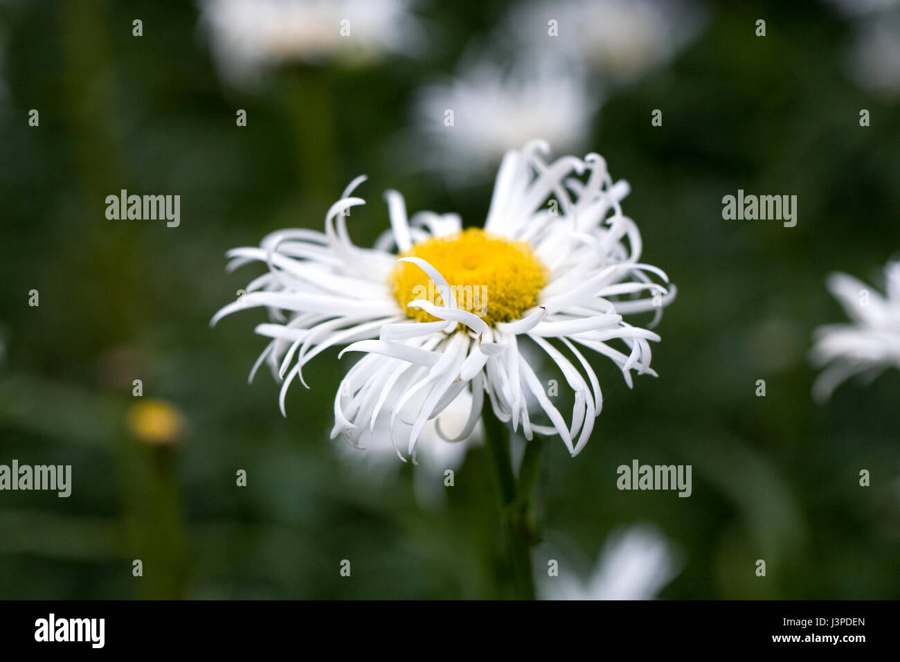 Leucanthemum flower. Shasta daisy flowers. Stock Photo
