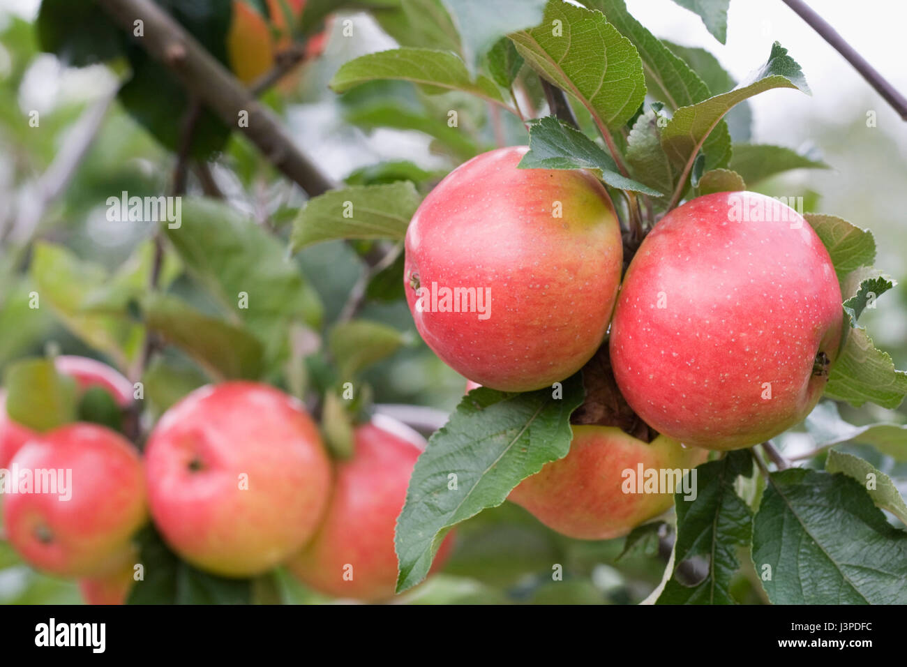 Malus domestica 'John Standish'. Apples on a tree. Stock Photo