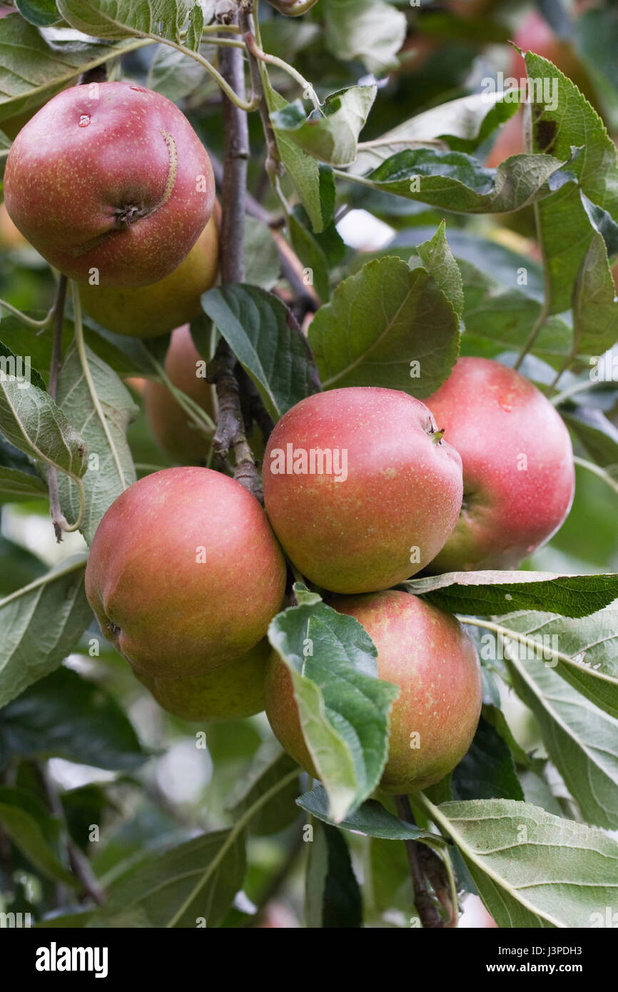 Malus domestica 'Madresfield Court'. Apples on a tree. Stock Photo