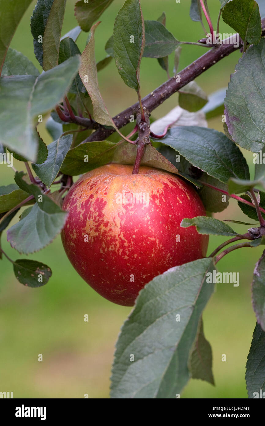 Malus domestics 'Splendour'. Apples on a tree. Stock Photo