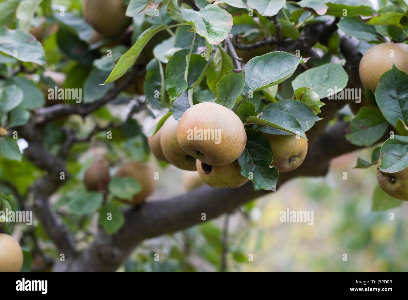 Malus domestica 'Zabergau Renette'. Apples on a tree. Stock Photo