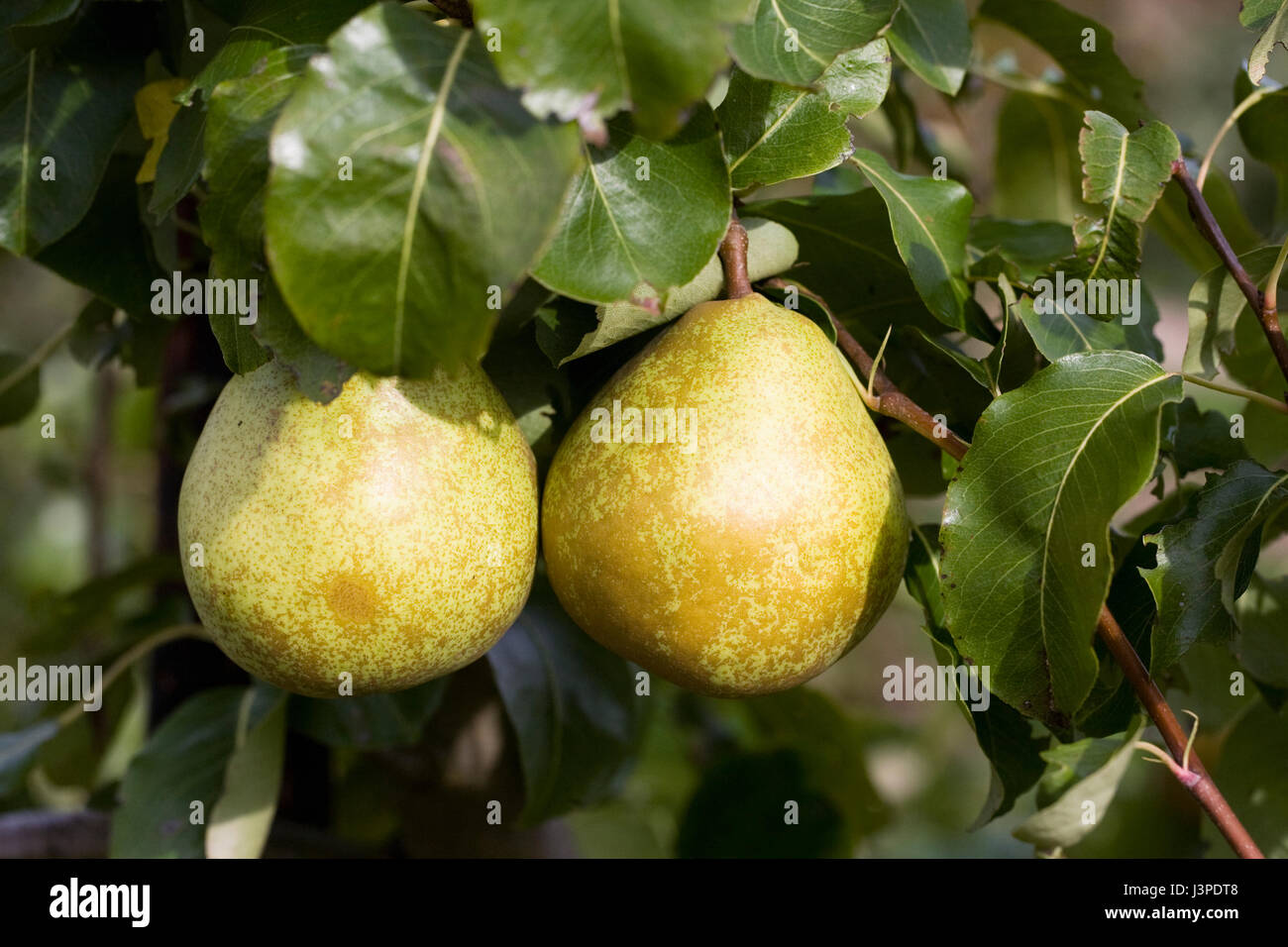 Pyrus communis 'Doyenne Georges Boucher'. Pears on a tree. Stock Photo
