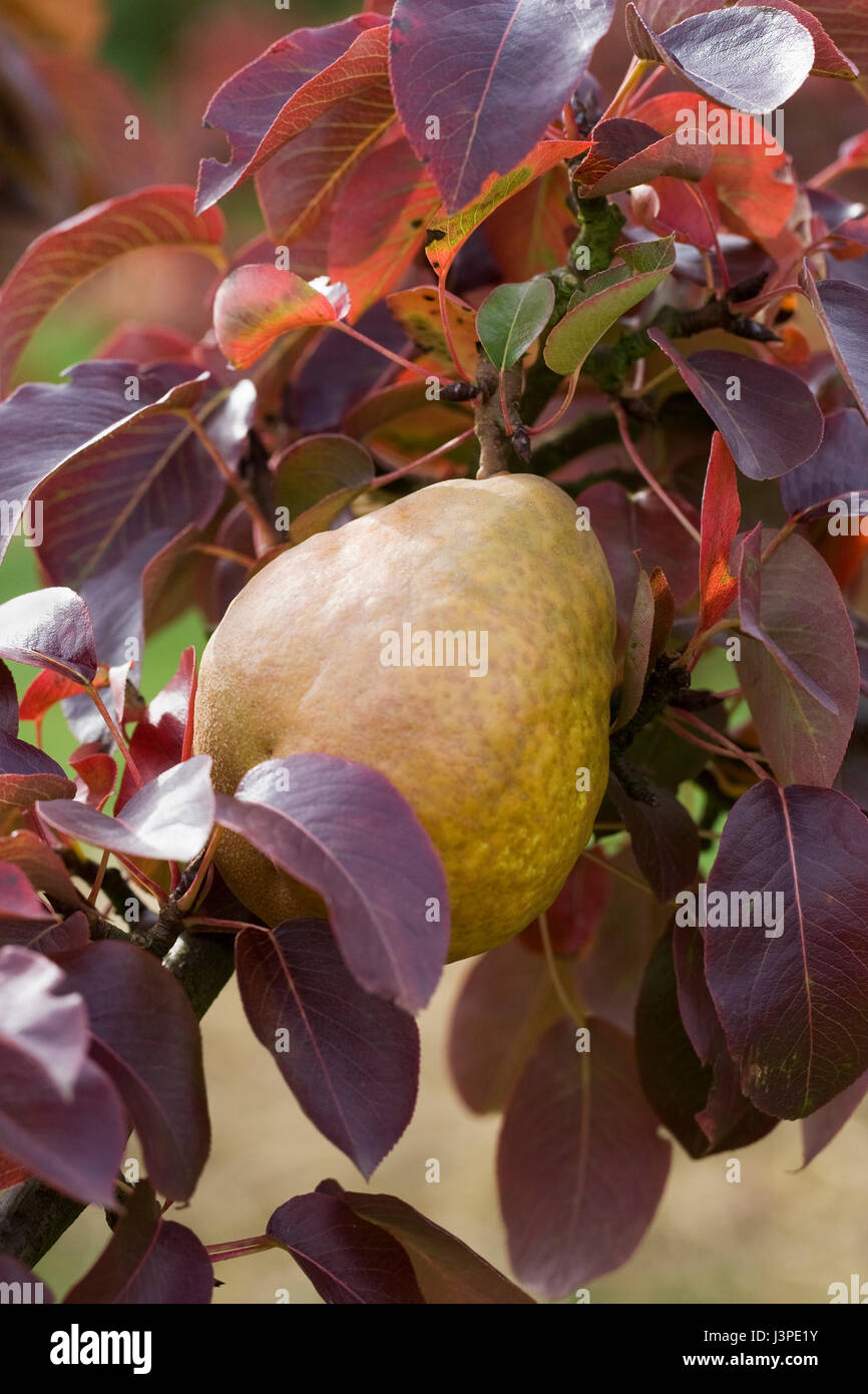 Pyrus communis Beurre Henri Courcelle. Pear on a tree. Stock Photo