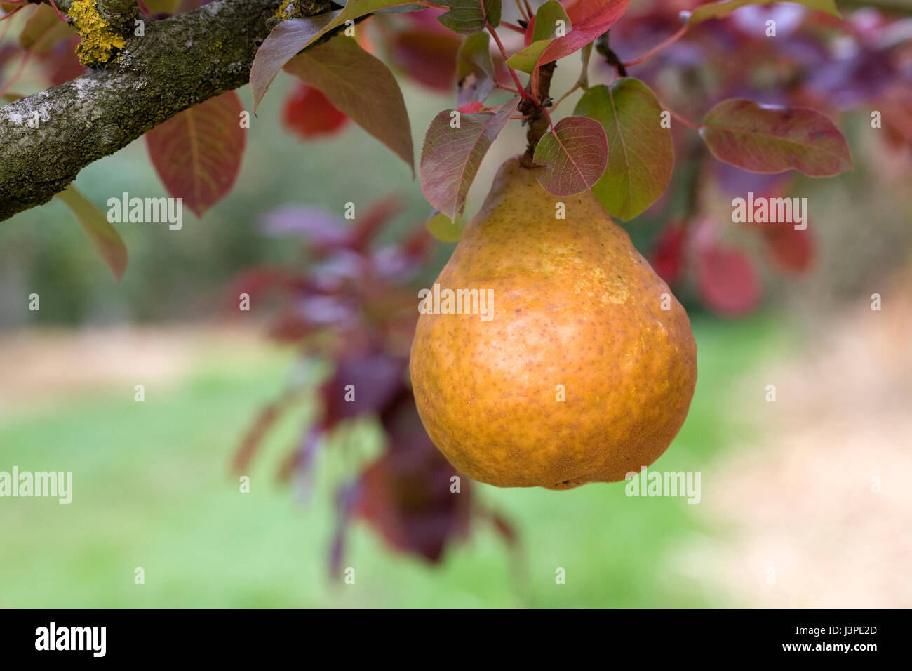 Pyrus communis 'Durondeau'. Pear on a tree. Stock Photo