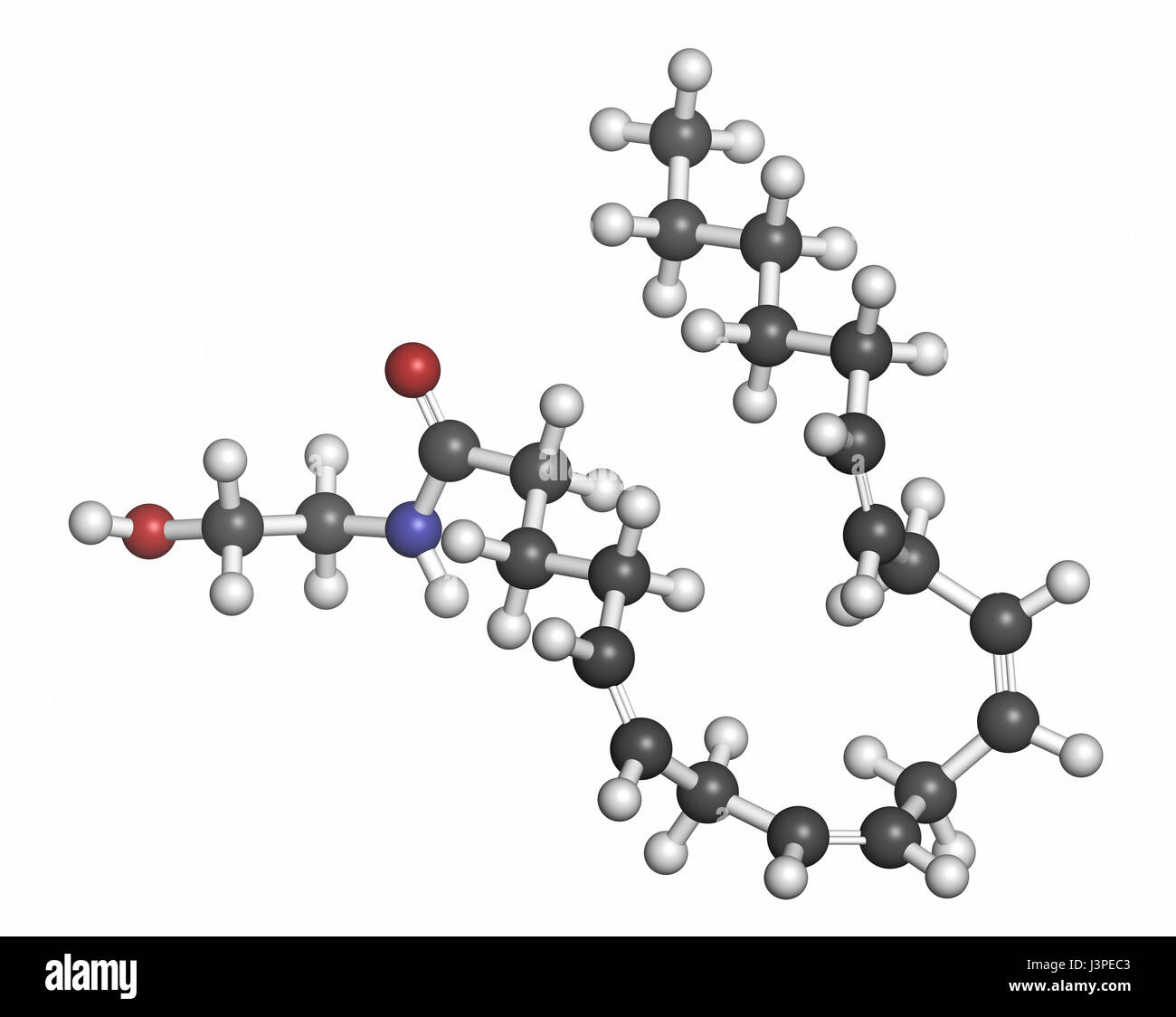 Anandamide endogenous cannabinoid neurotransmitter molecule. Atoms are represented as spheres with conventional color coding: hydrogen (white), carbon Stock Photo