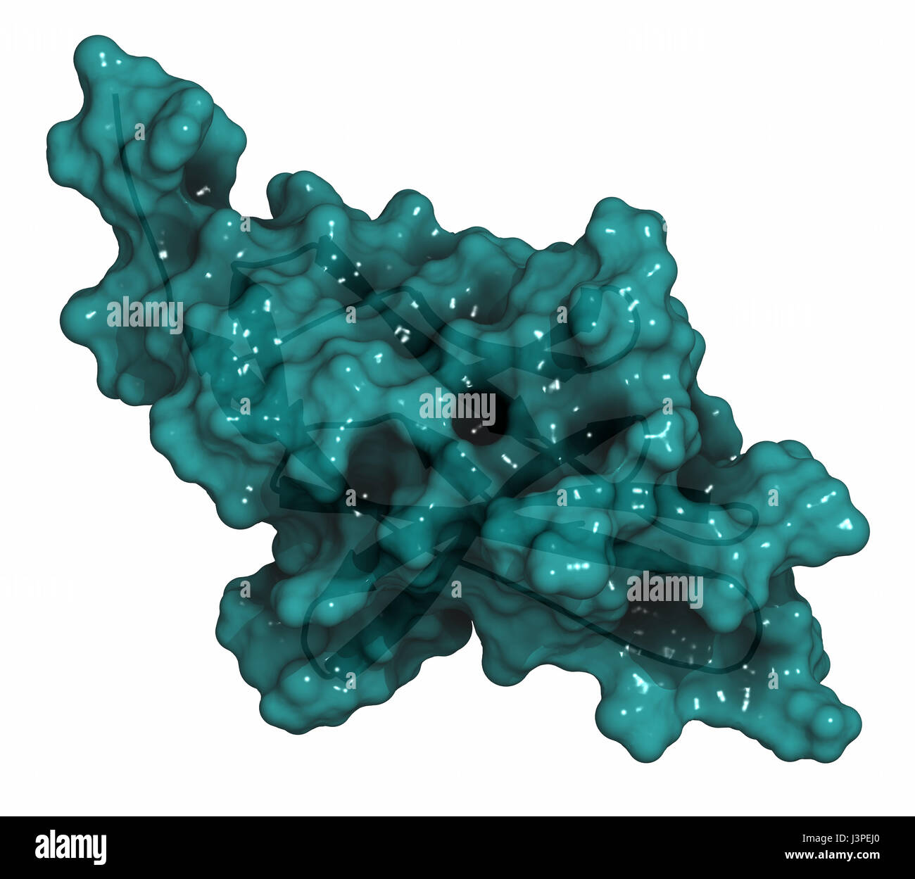Programmed death-ligand 1 (PD-L1) protein. Produced by tumor to suppress the immune system. Blockers of the PD-L1 and PD-1 interaction are an importan Stock Photo
