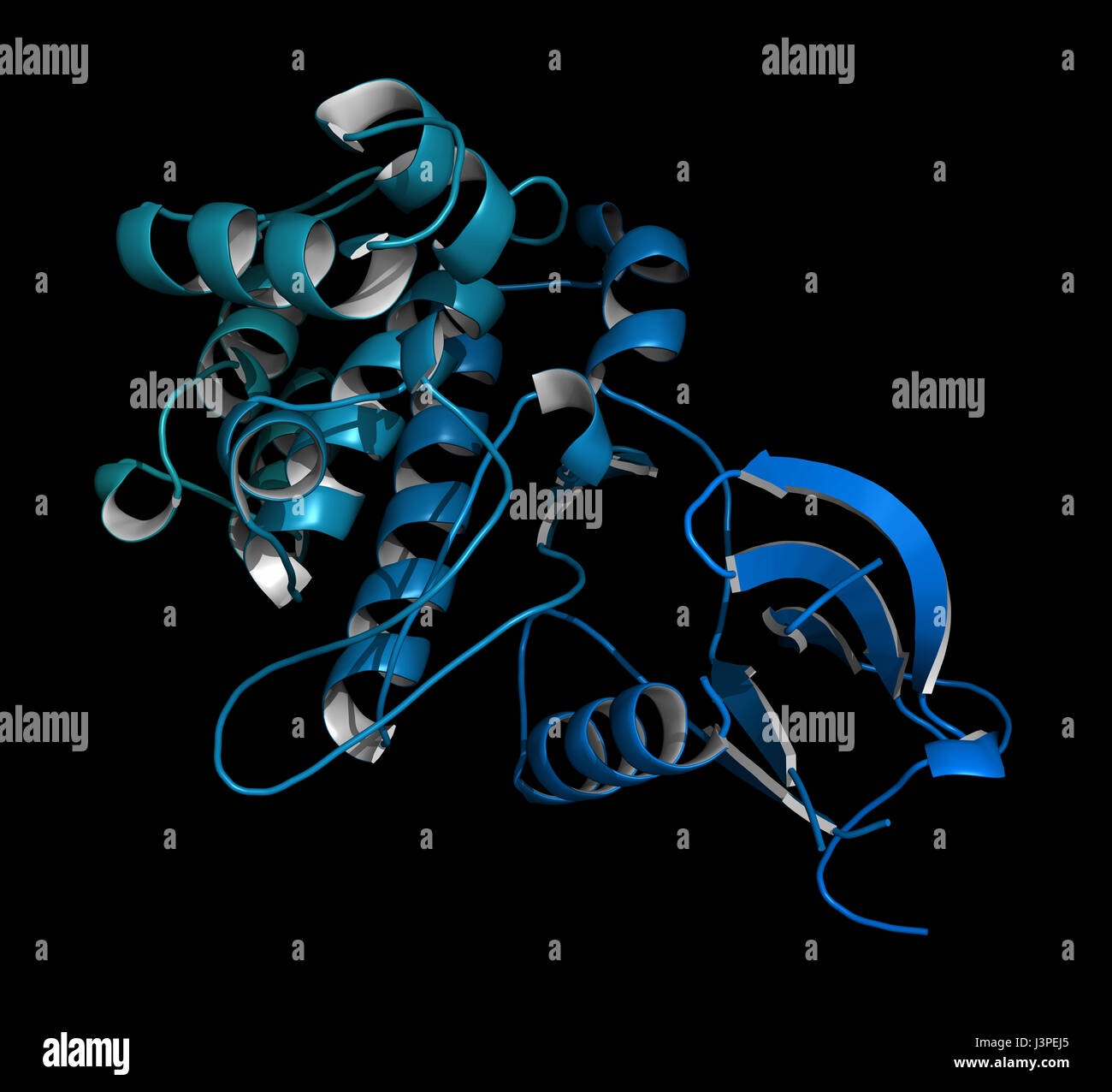 Janus kinase 1 protein. Part of JAK-STAT signalling pathway and drug target. Cartoon representation. N-to-C gradient coloring. Stock Photo