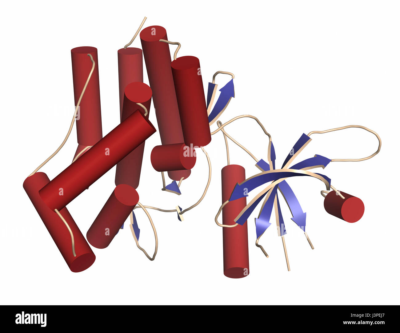 Janus kinase 1 protein. Part of JAK-STAT signalling pathway and drug target. Cartoon representation. Secondary structure coloring. Stock Photo