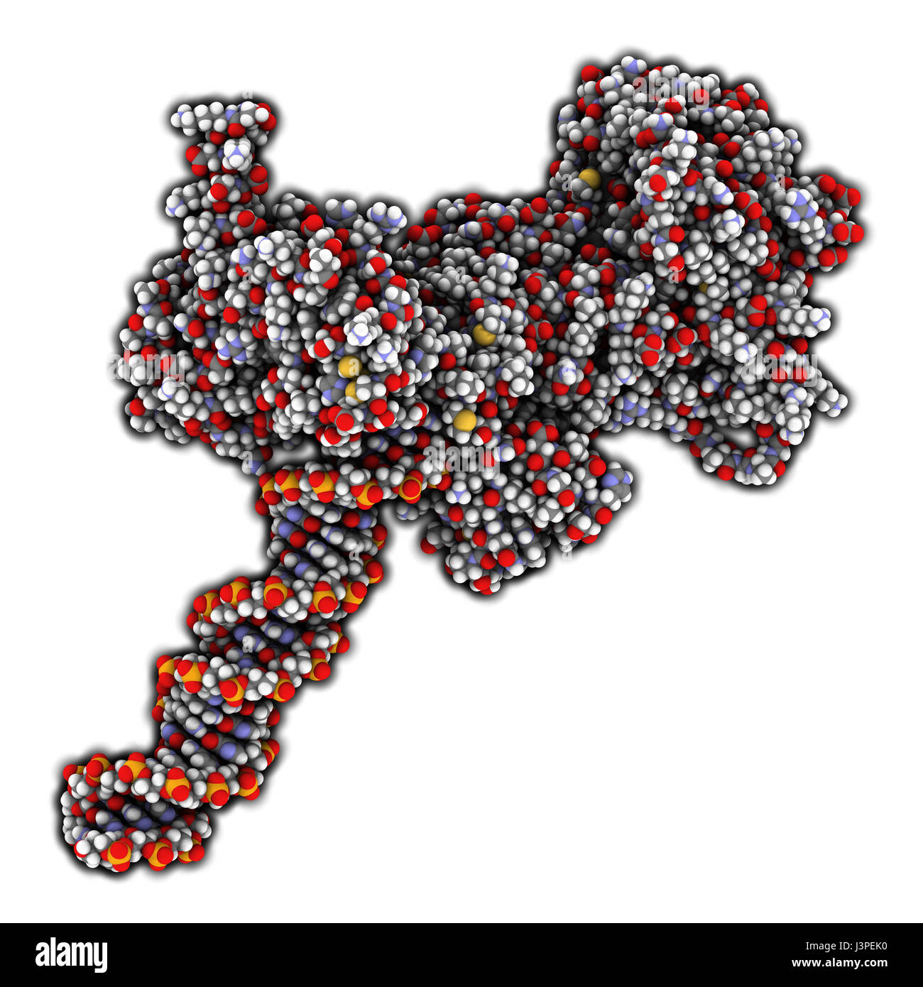 Poly (ADP-ribose) polymerase 1 (PARP-1) DNA damage detection protein. Target of cancer drug development. Atoms are represented as spheres with convent Stock Photo