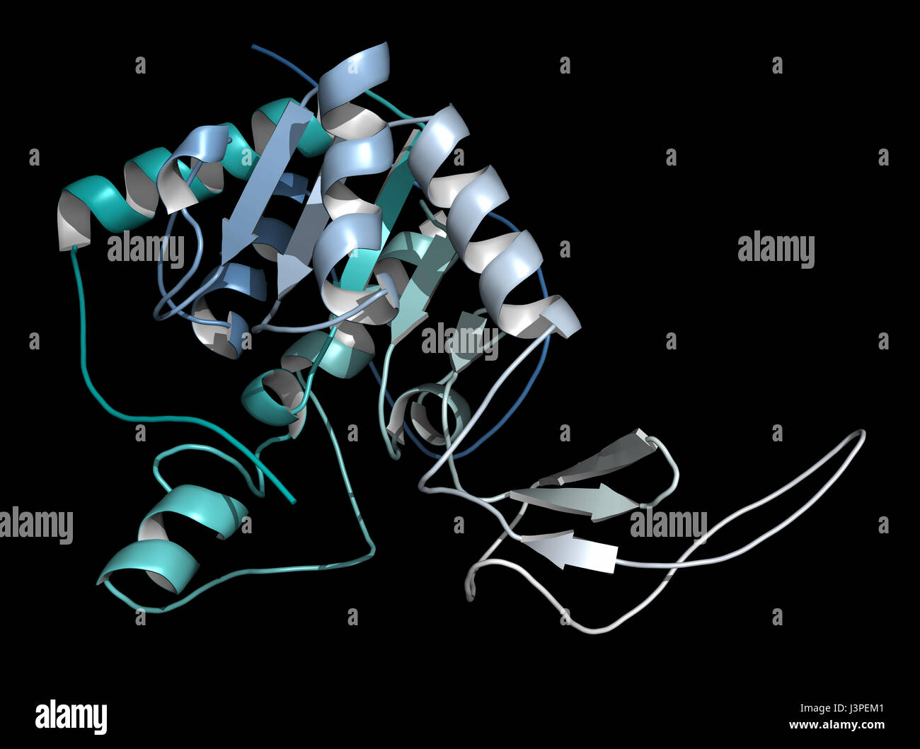 Sirtuin 6 (SIRT6) protein. Linked to longevity in mammals. Cartoon representation. N-to-C gradient coloring. Stock Photo