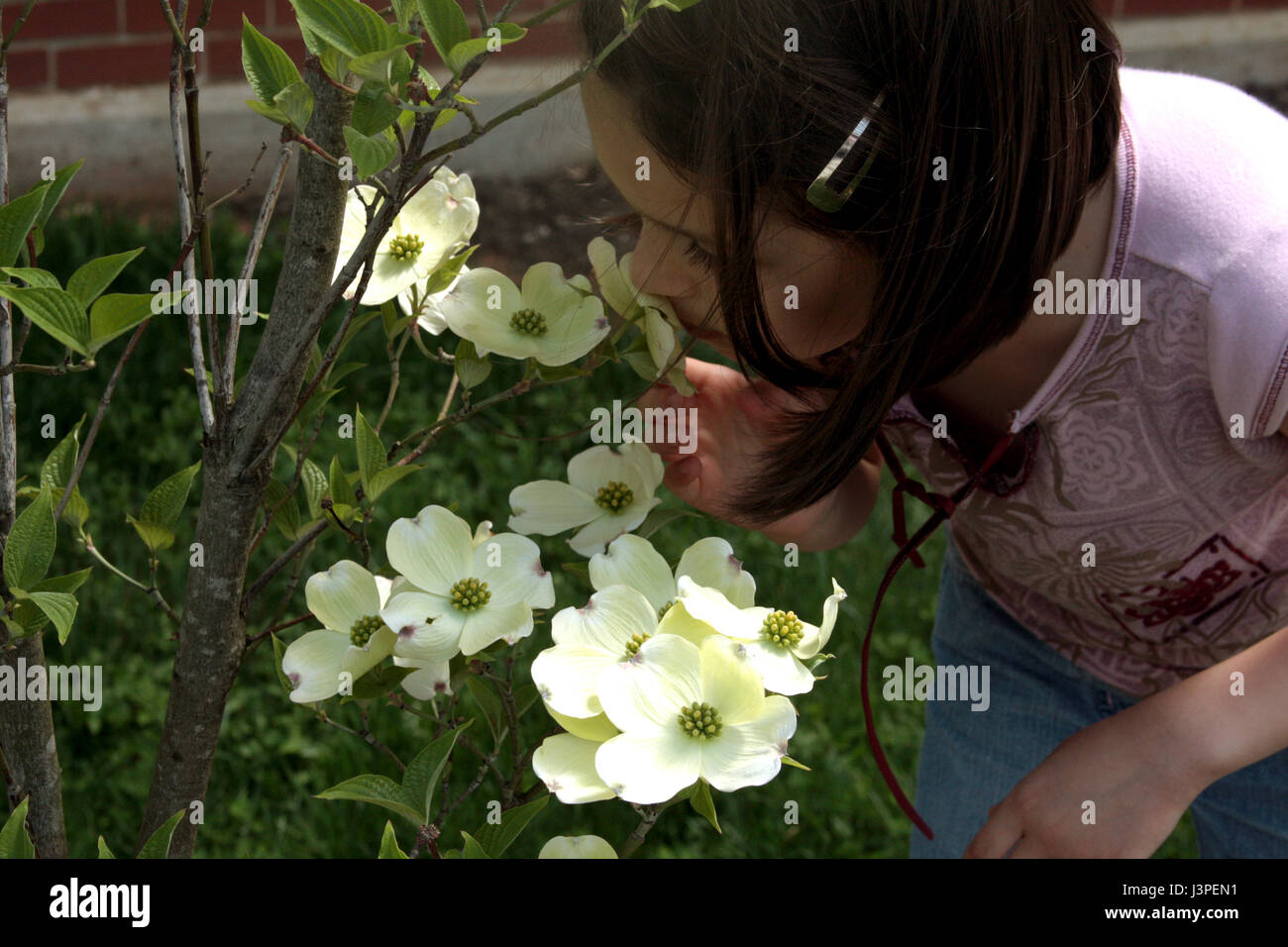 Little girl smelling dogwood tree flowers Stock Photo Alamy