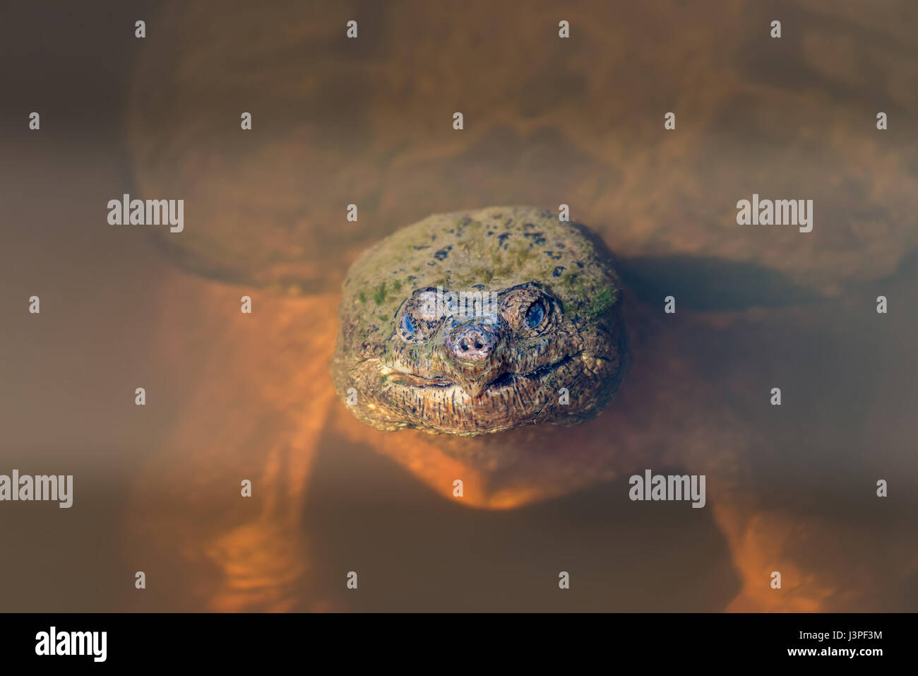 Close-up of the face of a large Snapping Turtle sticking its head out of the water in a Chesapeake Bay pond Stock Photo