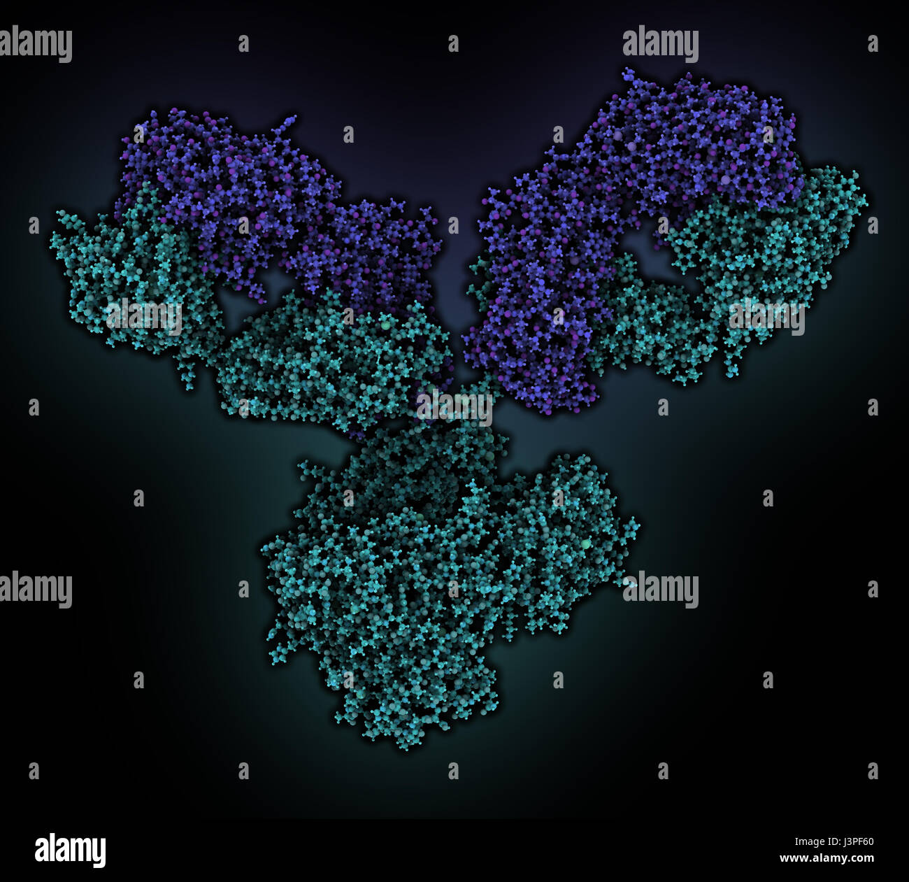 IgG1 monoclonal antibody (immunoglobulin). Many biotech drugs are antibodies. Atoms are shown as color-coded spheres. Light chain shaded blue, heavy c Stock Photo